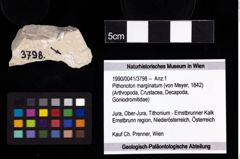 Foto (Objekt + Etiketten) von Pithonoton marginatum (von Meyer, 1842) 